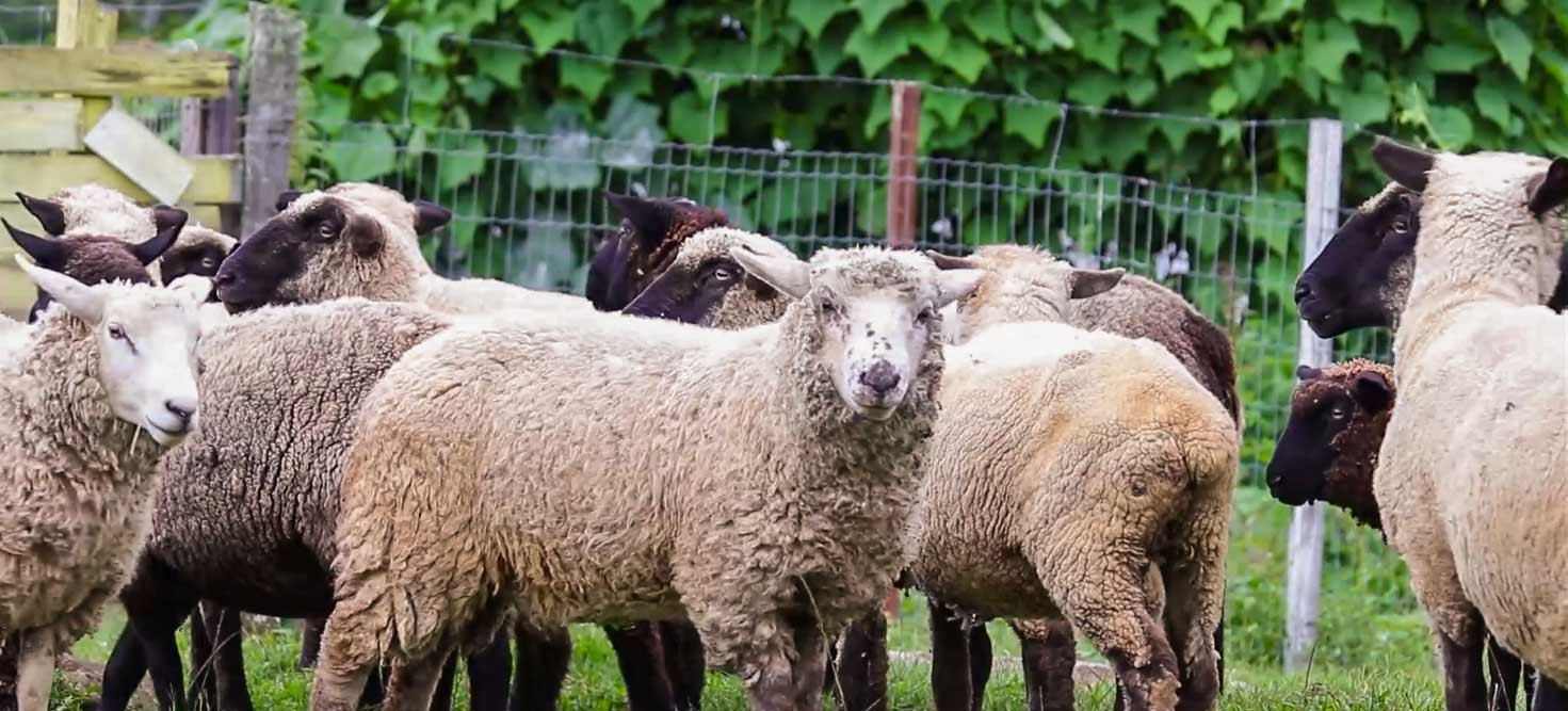 still photo of sheep